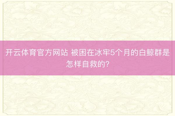 開云體育官方網站 被困在冰牢5個月的白鯨群是怎樣自救的?